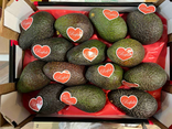 Avocat Hass