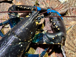 Homard
