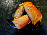 Pinces de tourteau cuites