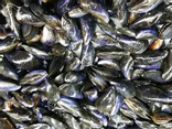 Moules Morisseau