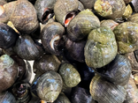 Bigorneaux cuits