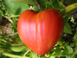Tomates Coeur de boeuf