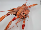 Langoustines cuites grosses