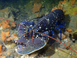 Homard européen vivant
