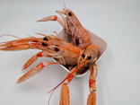 Langoustines cuites moyennes