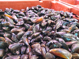 Moules de BOUCHOT