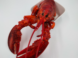 Homard canadien cuit