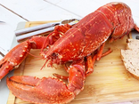 Homard européen cuit