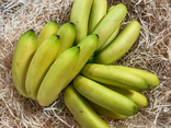 Banane Freycinette