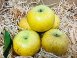 Au Temps des Fruits