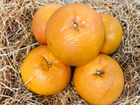 Au Temps des Fruits