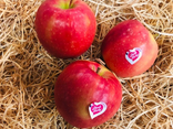 Au Temps des Fruits