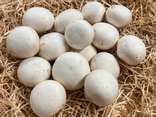 Champignons blancs