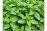 Menthe botte