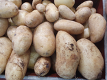 Pommes de terre spouta