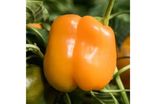 Poivrons oranges