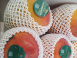 Mangue