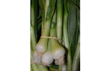 Oignons botte