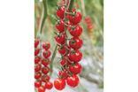 Tomates cerise rablais