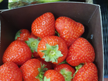 Fraises belge