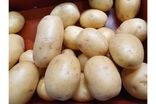 Pomme de terre agata