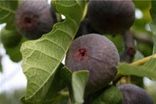 Figues noires