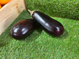 Aubergine