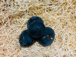 Figues noires