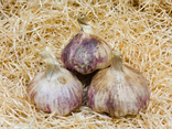 Ail violet