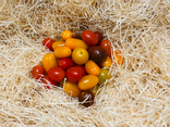 Tomate cerise couleur