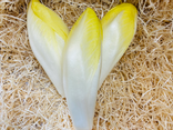 Endive
