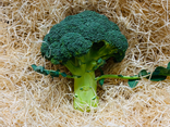 Brocoli