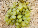 Raisins blanc italia