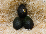 Avocat