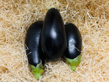 Aubergine