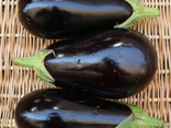 Aubergine