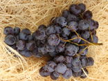 Raisin noir