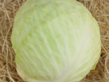 Chou Blanc