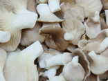 Pleurotes