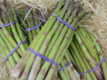 Asperges vertes botte