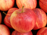 Pommes Royal Gala