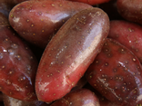 Pommes de terre Roseval