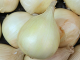 Oignons doux