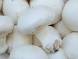 Champignons blancs