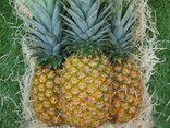 Ananas