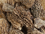 Morilles sechees