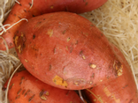 Patates douces