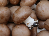 Champignons bruns