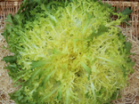 Frisée verte