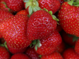 Fraises
